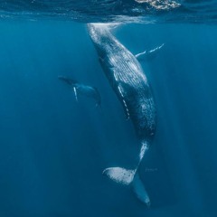 Olga Sokurenko - Inside The Void (whales)