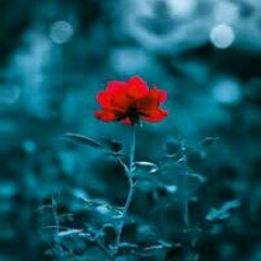 Silent Whisper