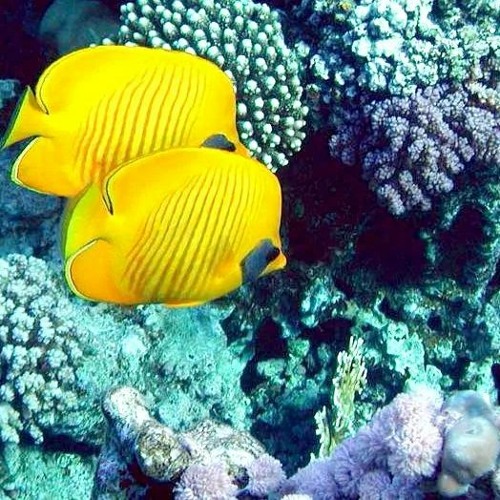 アルコホラルコール audio background music 👽 FREE DOWNLOAD