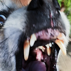 ALL BARK NO BITE