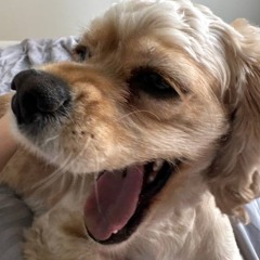 MOVCHKI
