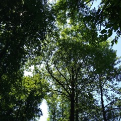 lσst_∷_entity[x].zip