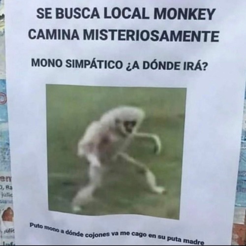 LOCAL MONKEY