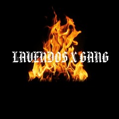 LAVENDOS X GANG