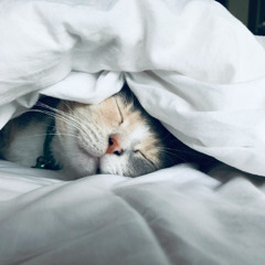 Sleep & Insomnia