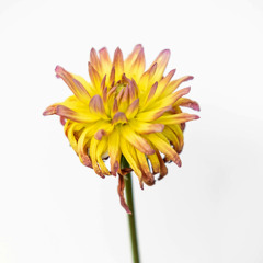 Holding onto a Love That Glows