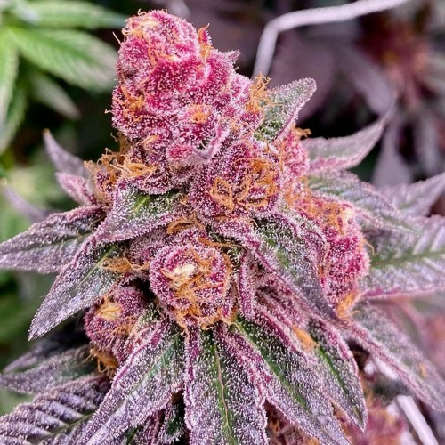 TNI ENVOYER - LADY LOVE X TROPICAL HOUSE X REMIX 2K22