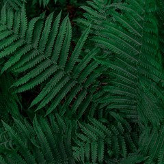 Necromancy (concept,  work in progress)