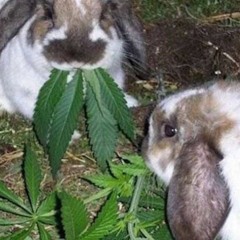 WE'D RABIT >:)