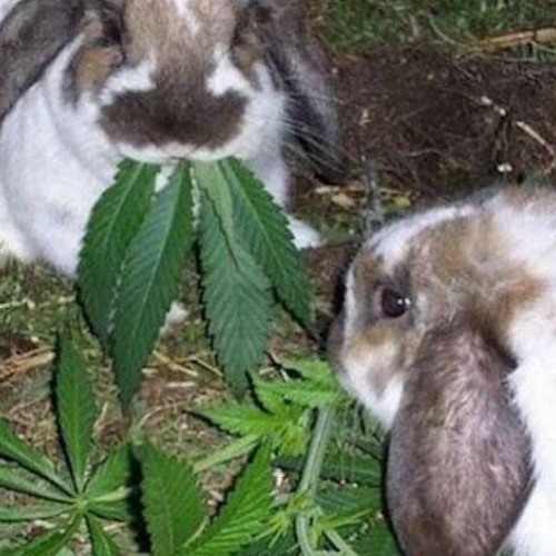 WE'D RABIT >:)