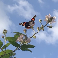 Summer Wings