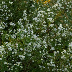 The Bug Collector(Cover) - Haley Heynderickx