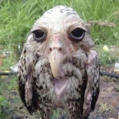 RATS - OFF DA YART (420 FOLLOWER SPECIAL) [FREE]