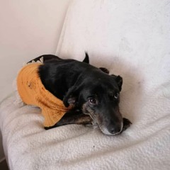 PACK FREE VOL.6 - DJ MAISON (Guaracha)