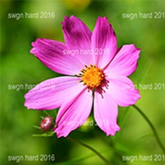 swgn hard 2016 [prod. onda andar]