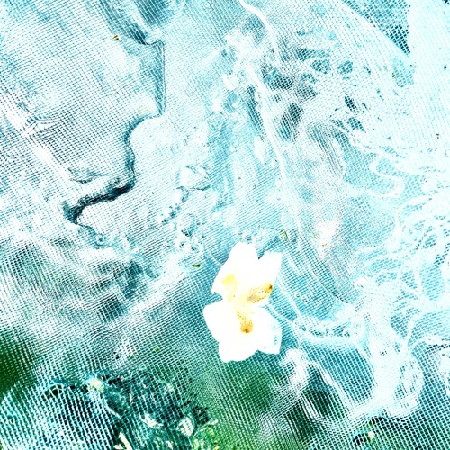 ◞ clavel