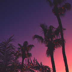 Palm Night 🌴🌑☀️