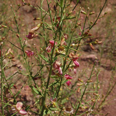 Guide - Alhagi Pseudalhagi (Camelthorn)