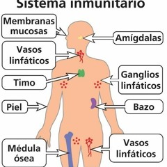 Componentes Del Sistema Inmune