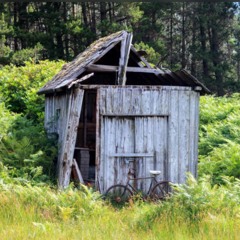 Shed
