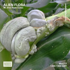 Alien Flora w/ Alex from Galax ─ Noods Radio (17.06.2020)