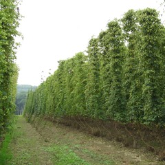 Wye Hops Ltd