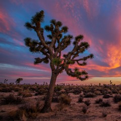 RÜFÜS DU SOL - Live From Joshua Tree