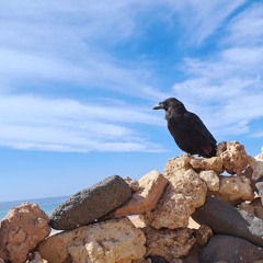 it will follow the rain