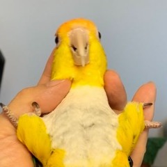 Lemon chan cha cha cha