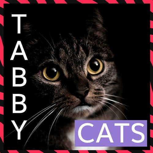 Catastic - Interesting Tabby Cat Facts