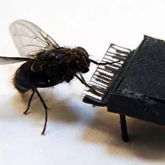 Housefly