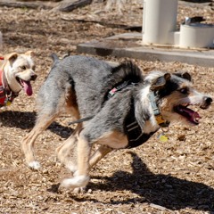Quiet And Loud: Finding Comfort In The Dog Days Of The Pandemic