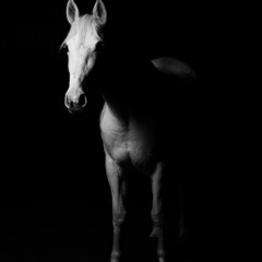 HiggsB - Am I a Thief of Equestrian Tranquility? Neigh! - TwitchCon After Party Trail Mix