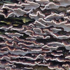 Reproduction Of The Magical Organism