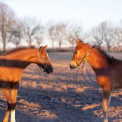 Thoroughbred 2