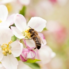 The Scent of Apple Blossoms / Der Duft von Apfelblüten - Sandra Labsch