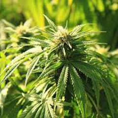 Sativa Disassxciate X Traa