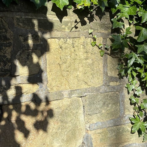 Ivy Dreams
