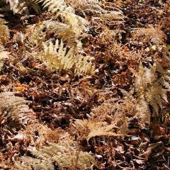 I, Carrion (Icarian) (Cover)