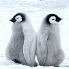 The Penguin Show (Episode 039) - Guest Mix Patricio Strix