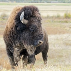 National Bison Range Returns To Indigenous Management