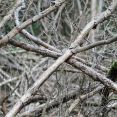 White Box Sessions - Mesh