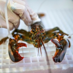 What is Maine’s blue economy?