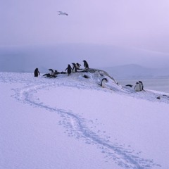 ANTARCTICA - SET