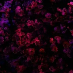 Purple Swamp