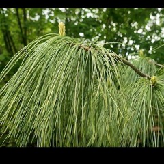 Selyemfenyő szikrázó napsütésben