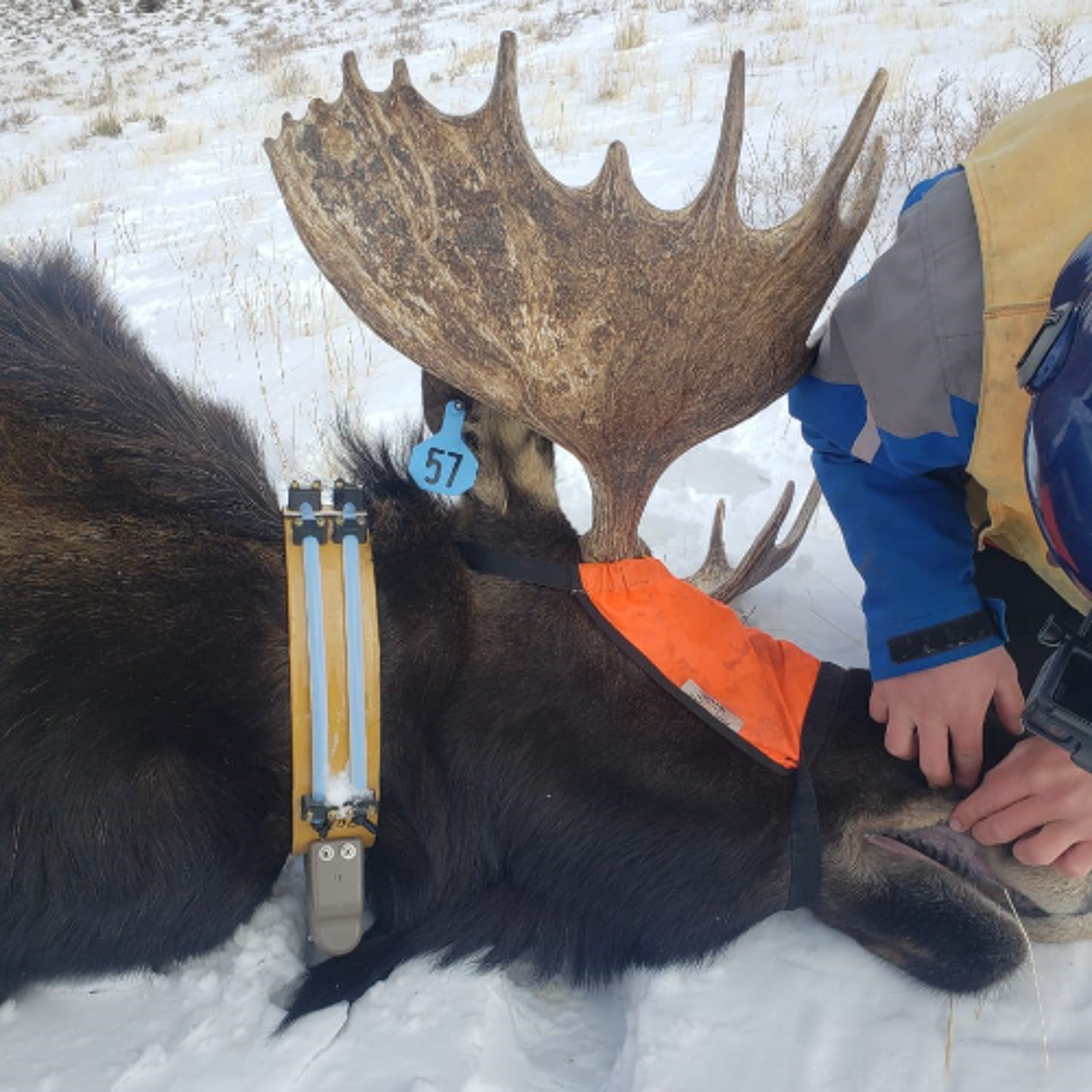 NDOW presents the Nevada Wild Podcast