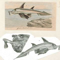 chimaera