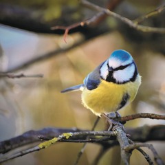 Blue Tit song