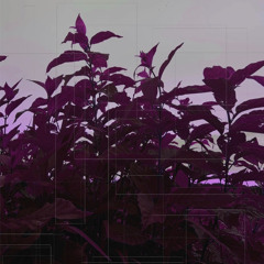 fuchsia_feelings